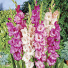 Image of Pink & White Gladiolus Mix