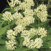 Image of A. Incarnata Ice Ballet Butterfly Plant