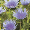 Image of Blue Danube Stoke's Aster
