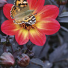 Image of Flame