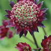 Image of Moulin Rouge Astrantia