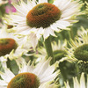 Image of PowWow White Coneflower
