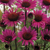 Image of Fatal Attraction Coneflower