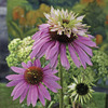 Image of Double Decker Coneflower
