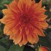 Image of Babylon Bronze Dinner Plate Dahlia