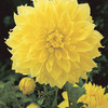 Image of Kelvin Floodlight Dinner Plate Dahlia