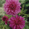 Image of Lilac Time Dinner Plate Dahlia