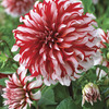 Image of Santa Claus Dinner Plate Dahlia