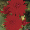 Image of The Big Wow Dinner Plate Dahlia