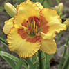 Image of Irresistable Charm