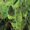 Image of Mojito