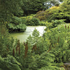 Image of Cinnamon Fern