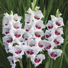 Image of Fiorentina Gladiolus