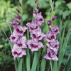 Image of Passos Gladiolus