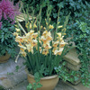 Image of Charlotte Glamini Gladiolus