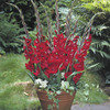 Image of Tom Glamini Gladiolus
