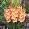 Image of Zoe Glamini Gladiolus