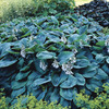 Image of Bressingham Blue Hosta