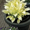Image of White Feather Hosta