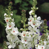 Image of Candida Prairie Mallow