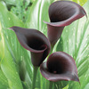Image of Queen of the Night