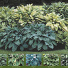 Image of Gardener's Dream Hosta Collection