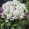 Image of David Hardy Phlox