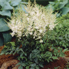Image of White Younique Astilbe