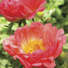 Image of Coral Sunset Peony