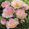 Image of Deluxe Raspberry Sundae Peony