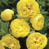 Image of Yellow Crown Peony