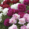 Image of Double Peonies Mixed