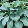 Image of Blue Angel Hosta