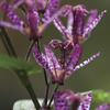 Image of Purple Beauty Toad Lily