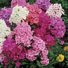 Image of Giant Hardy Phlox Mix
