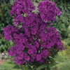 Image of Nicky Hardy Garden Phlox