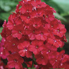 Image of Orange Perfection Hardy Garden Phlox