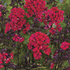 Image of Starfire Hardy Garden Phlox