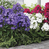 Image of Pina Colada Border Phlox
