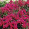 Image of Red Riding Hood Border Phlox