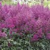Image of Lilac Younique Astilbe