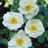 Image of Blanc de Coubert