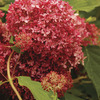 Image of Invincibelle