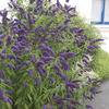 Image of Blue Chip Butterfly Bush