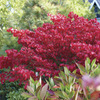 Image of Fire Ball Burning Bush