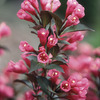 Image of Spilled Wine Weigela