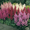 Image of Shade Loving Astilbe Mixed
