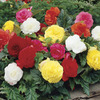 Image of Camellia Begonia Mix