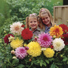 Image of Dinner Plate Dahlias Mixed