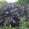 Image of Black Lace Elderberry